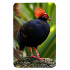 Verbluffende Rol-Roul Crested Wood Partridge Bird Magneet