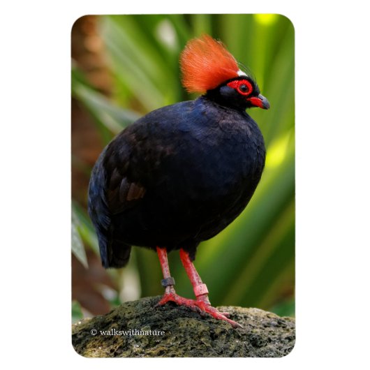 Verbluffende Rol-Roul Crested Wood Partridge Bird Magneet (Verticaal)