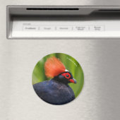 Verbluffende Rol-Roul Crested Wood Partridge Bird Magneet (Insitu (Vaatwasser))