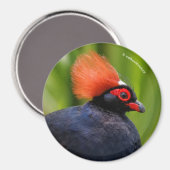 Verbluffende Rol-Roul Crested Wood Partridge Bird Magneet (Voorkant / Achterkant)