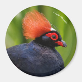 Verbluffende Rol-Roul Crested Wood Partridge Bird Magneet