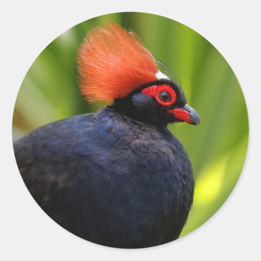 Verbluffende Rol-Roul Crested Wood Partridge Bird Ronde Sticker (Voorkant)