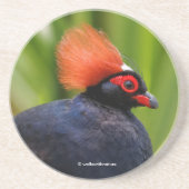 Verbluffende Rol-Roul Crested Wood Partridge Bird Zandsteen Onderzetter (Voorkant)