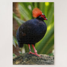 Verbluffende Roul-Roul Crested Wood Partridge
