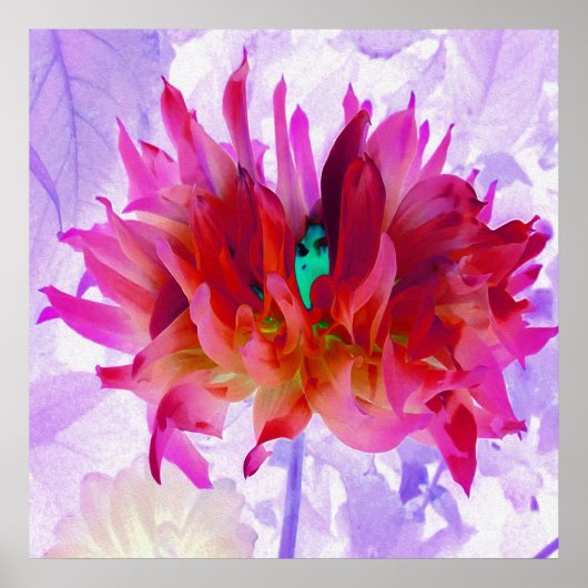 Verbluffende roze Cactus Dahlia Poster (Voorkant)
