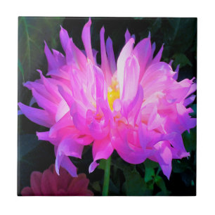 Verbluffende roze en Paarse Cactus Dahlia Tegeltje