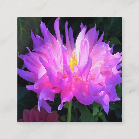 Verbluffende roze en Paarse Cactus Dahlia Vierkante Visitekaartje (Voorkant)