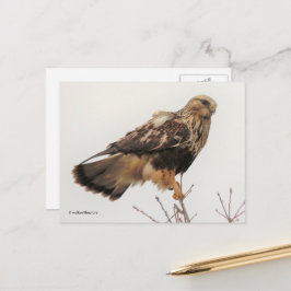 Verbluffende, ruw verouderde Hawk in de boom Briefkaart
