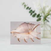 Verbluffende spineconch briefkaart (Staand voorkant)