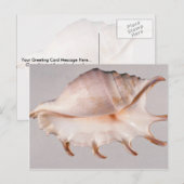 Verbluffende spineconch briefkaart (Voorkant / Achterkant)