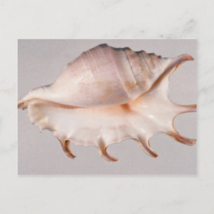 Verbluffende spineconch briefkaart