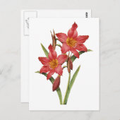 Verbluffende tropische Amaryllis-studie Briefkaart (Voorkant / Achterkant)