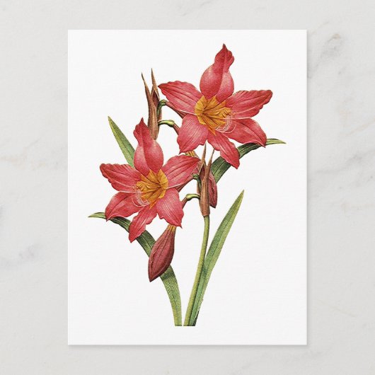 Verbluffende tropische Amaryllis-studie Briefkaart (Voorkant)