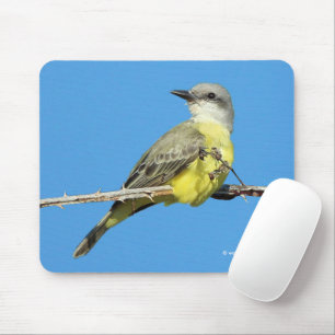 Verbluffende tropische kingbird op Blackberry Bran Muismat
