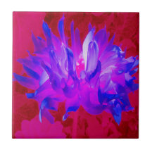 Verbluffende Violet Blue en hot-roze Cactus Dahlia