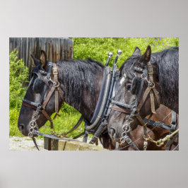 Verbluffende werkpaarden in harnas poster