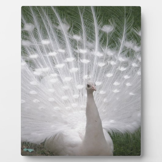 Verbluffende witte peacock (Peafowl) volledige plu Fotoplaat (Voorkant)