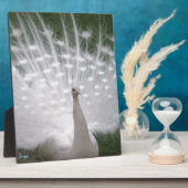 Verbluffende witte peacock (Peafowl) volledige plu Fotoplaat (Zijkant)