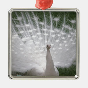 Verbluffende witte peacock (Peafowl) volledige plu Metalen Ornament