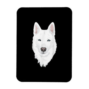 Verbluffende witte siberiaanse Husky - zoete witte Magneet