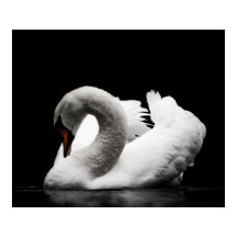 Verbluffende witte zwaluw op zwarte achtergrond