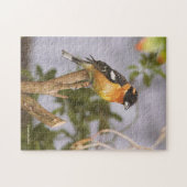 Verbluffende zwarte haarbek-bek-hoes op vertakking legpuzzel (Horizontaal)