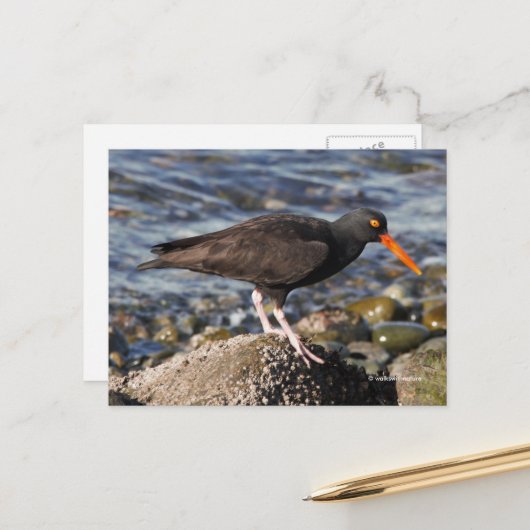 Verbluffende zwarte Oystercatcher Bird bij het str Briefkaart (Voorkant / Achterkant in situ)