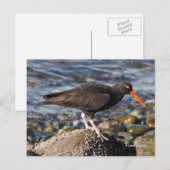 Verbluffende zwarte Oystercatcher Bird bij het str Briefkaart (Voorkant / Achterkant)