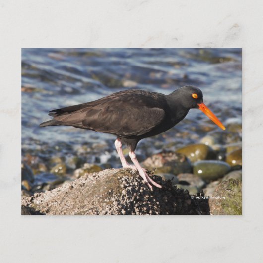 Verbluffende zwarte Oystercatcher Bird bij het str Briefkaart (Voorkant)