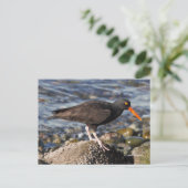 Verbluffende zwarte Oystercatcher Bird bij het str Briefkaart (Staand voorkant)