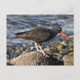 Verbluffende zwarte Oystercatcher Bird bij het str Briefkaart