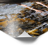 Verbluffende zwarte Oystercatcher met Clam Foto Afdruk (Hoek)