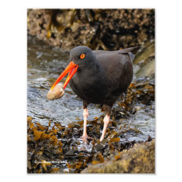 Verbluffende zwarte Oystercatcher met Clam Foto Afdruk