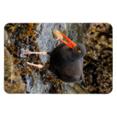 Verbluffende zwarte Oystercatcher met Clam Magneet (Horizontaal)