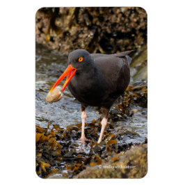 Verbluffende zwarte Oystercatcher met Clam Magneet