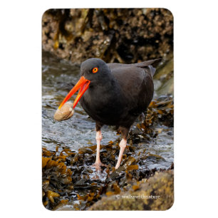 Verbluffende zwarte Oystercatcher met Clam Magneet