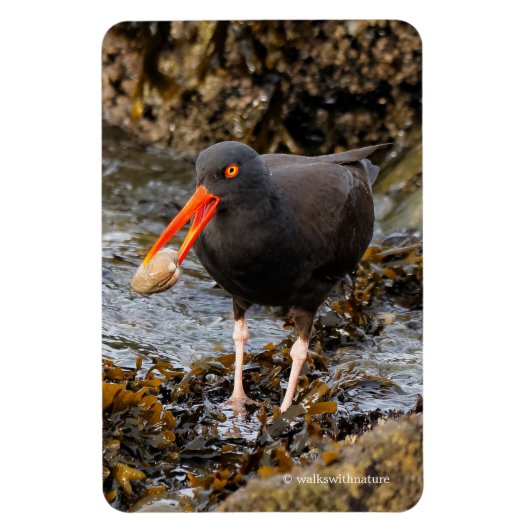 Verbluffende zwarte Oystercatcher met Clam Magneet (Verticaal)