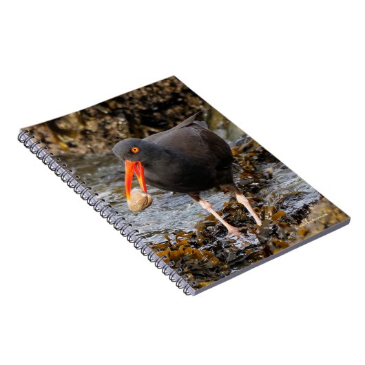 Verbluffende zwarte Oystercatcher met Clam Notitieboek (Rechterzijde)