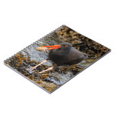 Verbluffende zwarte Oystercatcher met Clam Notitieboek (Linkerzijde)