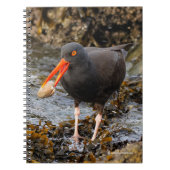 Verbluffende zwarte Oystercatcher met Clam Notitieboek (Voorkant)