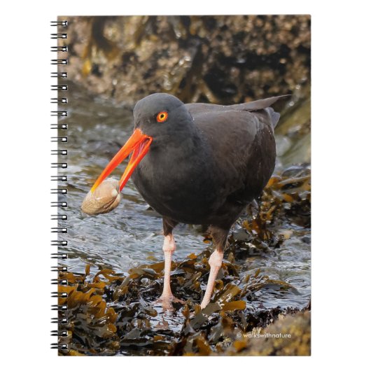 Verbluffende zwarte Oystercatcher met Clam Notitieboek (Voorkant)