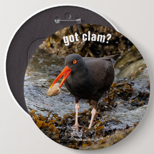 Verbluffende zwarte Oystercatcher met Clam Ronde Button 6,0 Cm (Voorkant /achterkant)