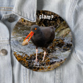 Verbluffende zwarte Oystercatcher met Clam Ronde Button 6,0 Cm (In situ)