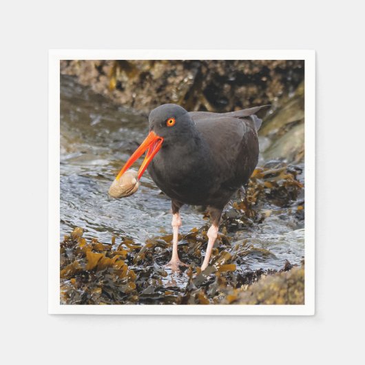 Verbluffende zwarte Oystercatcher met Clam Servet (Voorkant)