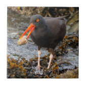 Verbluffende zwarte Oystercatcher met Clam Tegeltje (Voorkant)