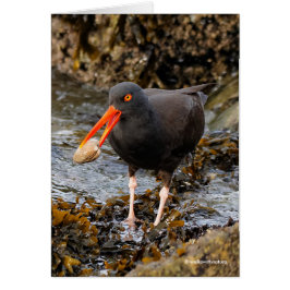 Verbluffende zwarte oystercatcher Shorebird met Cl