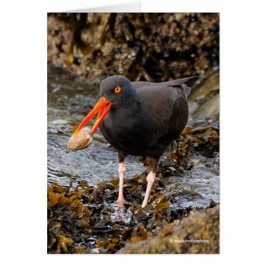 Verbluffende zwarte oystercatcher Shorebird met Cl (Voorkant)