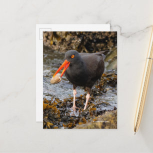 Verbluffende zwarte oystercatcher Shorebird met Cl Briefkaart