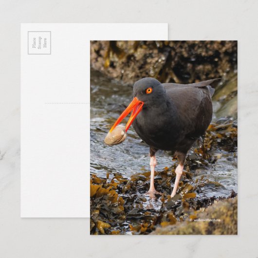Verbluffende zwarte oystercatcher Shorebird met Cl Briefkaart (Voorkant / Achterkant)