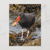 Verbluffende zwarte oystercatcher Shorebird met Cl Briefkaart (Voorkant)